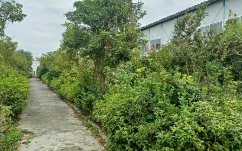 貴安新區(qū)臨時行政中心林（苗）木處置